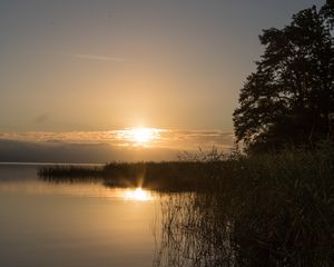 Preview wallpaper lake, sunset, landscape, shore, reed, tree