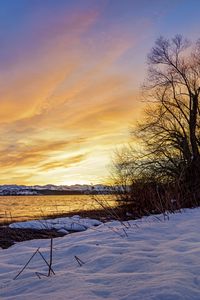 Preview wallpaper lake, sunset, tree, snow, winter, landscape