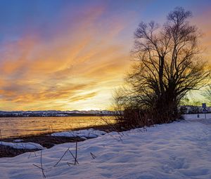 Preview wallpaper lake, sunset, tree, snow, winter, landscape