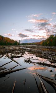 Preview wallpaper lake, swamp, logs, forest, trees, autumn