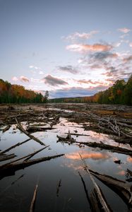 Preview wallpaper lake, swamp, logs, forest, trees, autumn