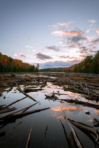 Preview wallpaper lake, swamp, logs, forest, trees, autumn