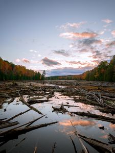 Preview wallpaper lake, swamp, logs, forest, trees, autumn