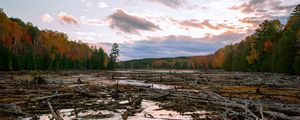 Preview wallpaper lake, swamp, logs, forest, trees, autumn