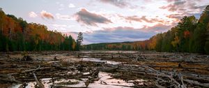 Preview wallpaper lake, swamp, logs, forest, trees, autumn