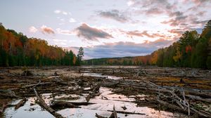 Preview wallpaper lake, swamp, logs, forest, trees, autumn