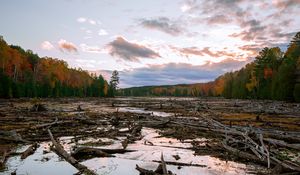 Preview wallpaper lake, swamp, logs, forest, trees, autumn