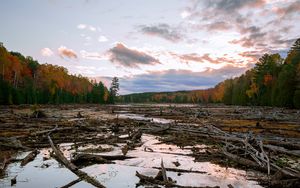 Preview wallpaper lake, swamp, logs, forest, trees, autumn