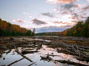 Preview wallpaper lake, swamp, logs, forest, trees, autumn