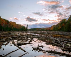 Preview wallpaper lake, swamp, logs, forest, trees, autumn