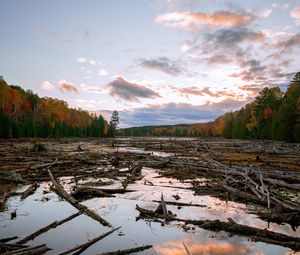 Preview wallpaper lake, swamp, logs, forest, trees, autumn