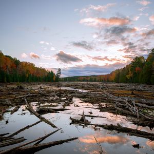 Preview wallpaper lake, swamp, logs, forest, trees, autumn