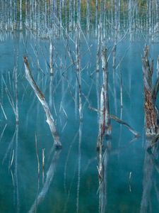 Preview wallpaper lake, swamp, trees, nature