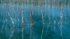 Preview wallpaper lake, swamp, trees, nature