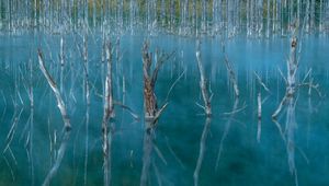 Preview wallpaper lake, swamp, trees, nature