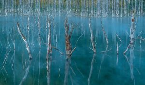 Preview wallpaper lake, swamp, trees, nature