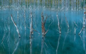 Preview wallpaper lake, swamp, trees, nature