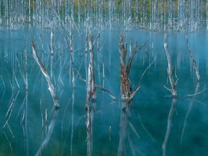 Preview wallpaper lake, swamp, trees, nature