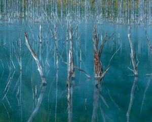 Preview wallpaper lake, swamp, trees, nature