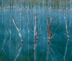 Preview wallpaper lake, swamp, trees, nature