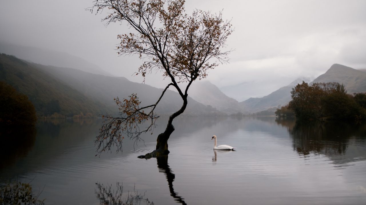 Wallpaper lake, swan, autumn