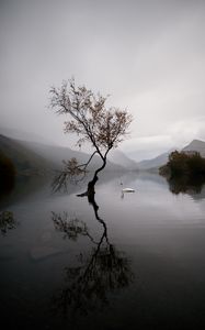 Preview wallpaper lake, swan, autumn