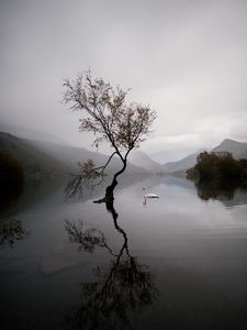 Preview wallpaper lake, swan, autumn