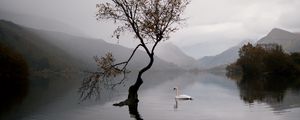 Preview wallpaper lake, swan, autumn