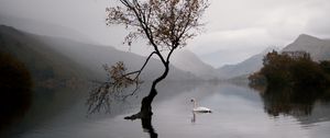 Preview wallpaper lake, swan, autumn