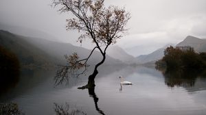 Preview wallpaper lake, swan, autumn