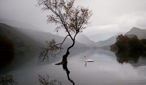 Preview wallpaper lake, swan, autumn