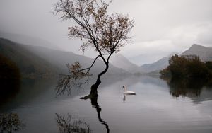 Preview wallpaper lake, swan, autumn
