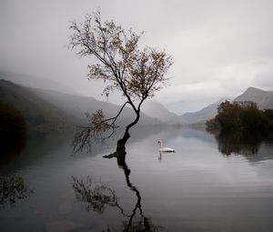 Preview wallpaper lake, swan, autumn