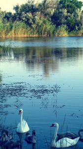 Preview wallpaper lake, swans, nature