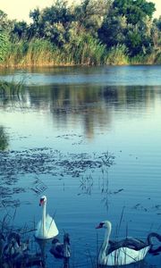 Preview wallpaper lake, swans, nature