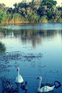 Preview wallpaper lake, swans, nature