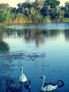 Preview wallpaper lake, swans, nature