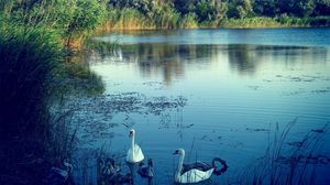 Preview wallpaper lake, swans, nature