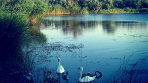 Preview wallpaper lake, swans, nature