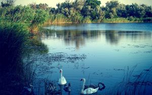 Preview wallpaper lake, swans, nature