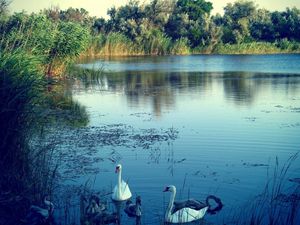 Preview wallpaper lake, swans, nature