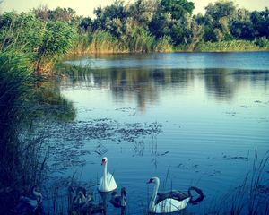 Preview wallpaper lake, swans, nature