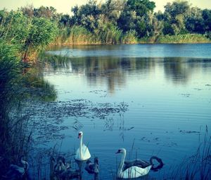 Preview wallpaper lake, swans, nature