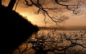 Preview wallpaper lake, tree, branches, dusk, dark