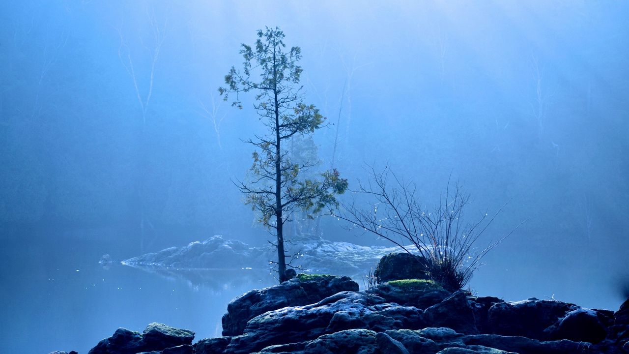 Wallpaper lake, tree, fog