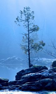 Preview wallpaper lake, tree, fog