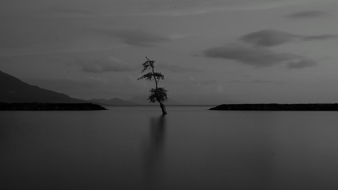Wallpaper lake, tree, lonely, dark, gloomy, bw