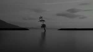 Preview wallpaper lake, tree, lonely, dark, gloomy, bw