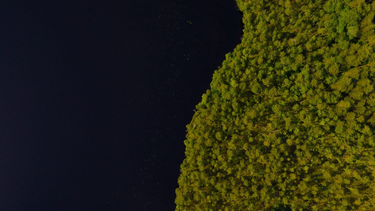 Wallpaper lake, trees, aerial view, coast