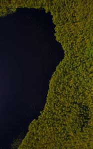 Preview wallpaper lake, trees, aerial view, coast